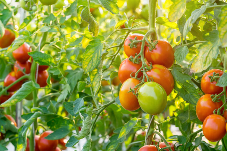 A Simple Guide for Healthy Tomato Plants