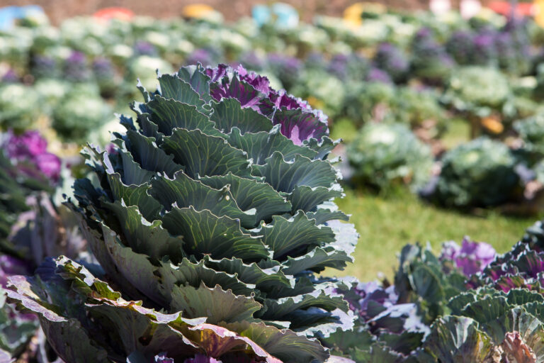 20 Perennial Vegetables You Only Need to Plant Once