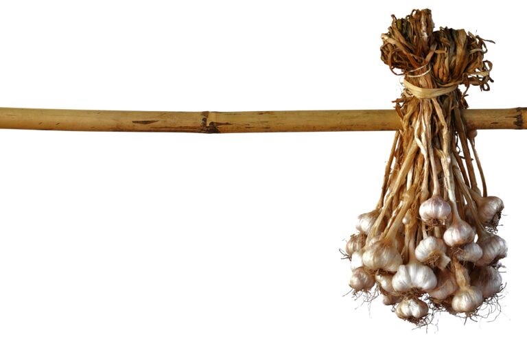 How to Grow Garlic and Ginger at Home