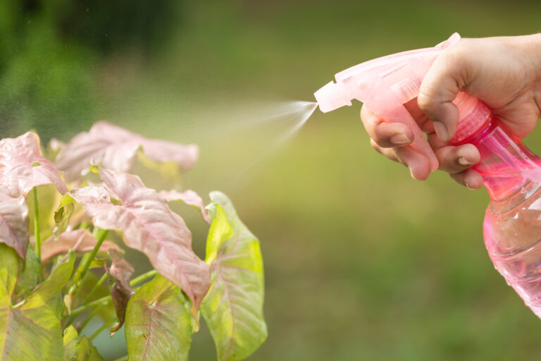 DIY Natural Pest Sprays
