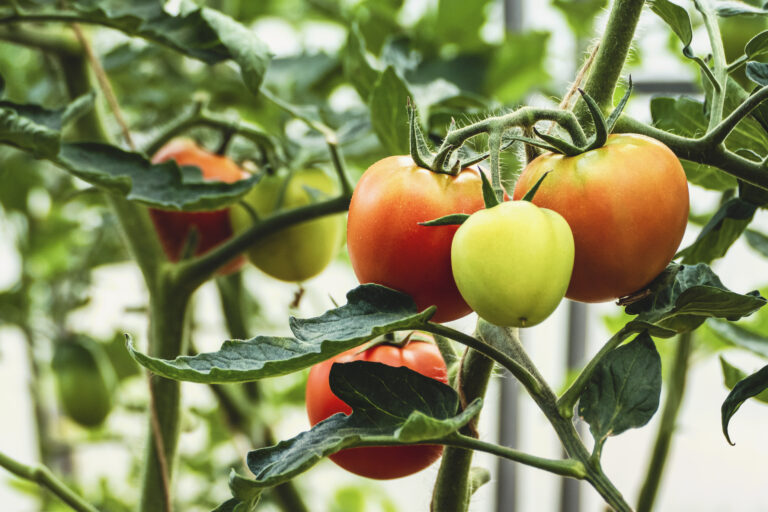 10 Tomato Plant Hacks Every Gardener Should Know for a Juicy, Bountiful Harvest