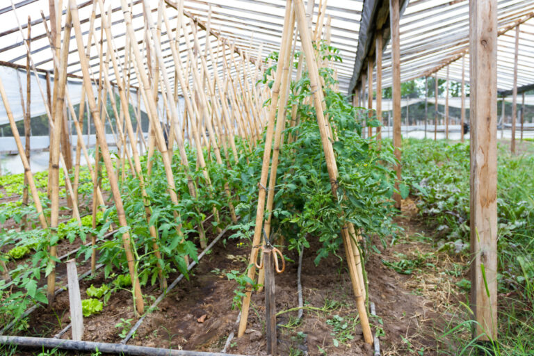 Tomato Trellis & Cage Systems