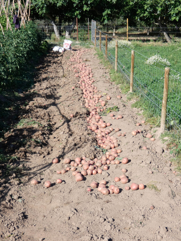 The Pomato Plant: How to Harvest Tomatoes and Potatoes From One Plant