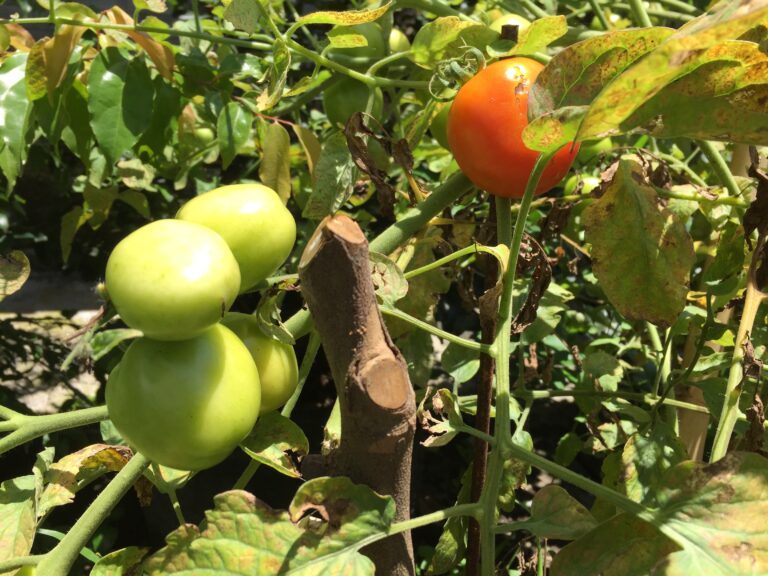 Just 1 Tablespoon and You’ll Be Picking Buckets of Tomatoes Overnight