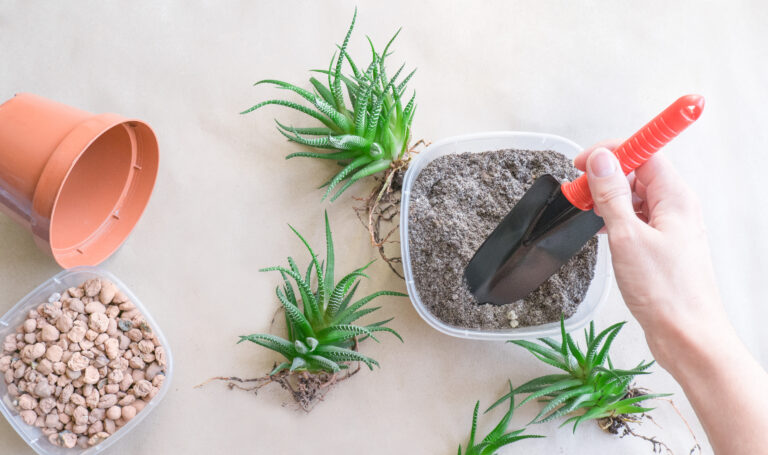 12 Homemade Plant Fertilizers You Already Have in Your Kitchen