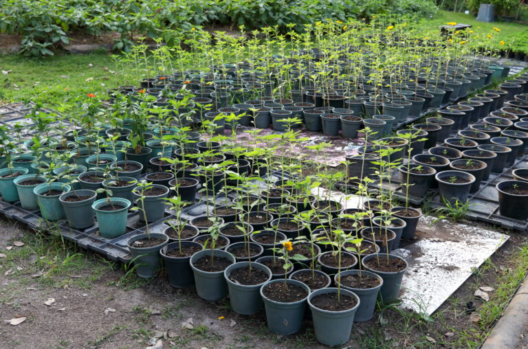 What to Grow in 5-Gallon Buckets